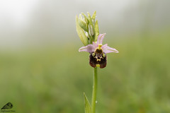 Fior Bombo (Ophrys holosericea)