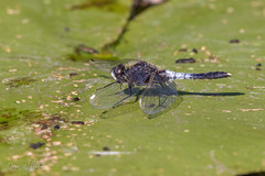 Damsel- and Dragonflies