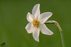 Narciso (Narcissus poeticus)