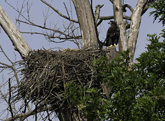 June 4th  2020 - Johnson Eagle Nest