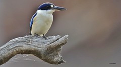 Forest Kingfisher's 