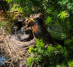 Robins Nest In Front Yard