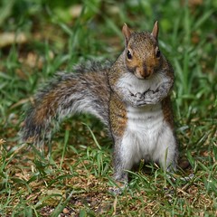 Squirrel activity
