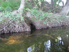 Forêt alluviale à protéger