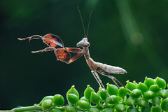 螳螂 Mantodea