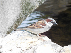 House sparrow near a fountain in France
