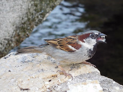 House sparrow eating bread