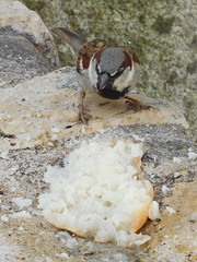 House sparrow and bread