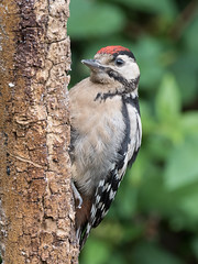 Juvenile Great spotted Woodpecker