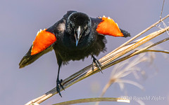 Red-wing Blackbirds