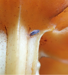 Springtails (Colembola)