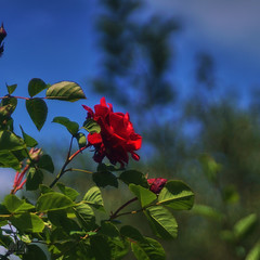 Roses, Rosen