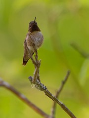 Hummingbirds!  | Colibris!