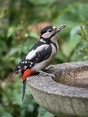 Great spotted woodpecker male