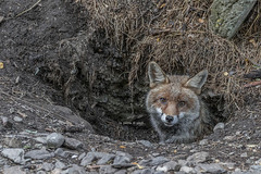 Volpe rossa - Vulpes vulpes - Renard - Red Fox - Rotfuchs - Guineu roja - Navadna lisica - Κόκκινη αλεπού - Zorro
