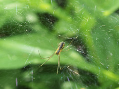 Filmy dome spider - Neriene radiata