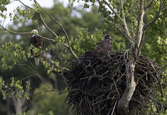 June 12th 2020 - Gastons Eagle Nest