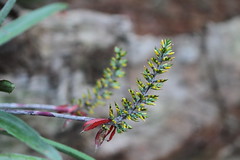 Aechmea angustifolia Poepp. & Endl