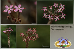 Crassulaceae/Crasuláceas