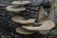My Fungi