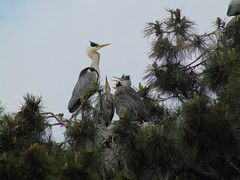 Gray herons in Wrocław:)