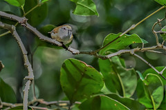 Birds of the Mangroves