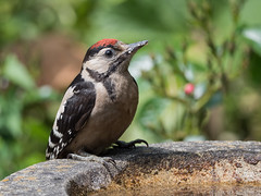 Juvenile Great spotted Woodpecker 