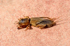 Madagascar 2018 - Orthoptera