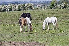 Feeding horses Warne East Yorkshire