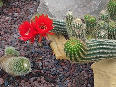 Cactus en fleur  Jardin Botanique de Tourcoing