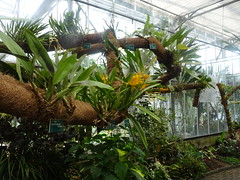 Trichopilia turialbae Orchidée, Jardin Botanique de Tourcoing
