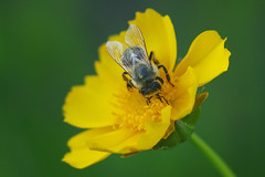 Пчелы, шмели и прочие насекомые / Bee, bumblebee and insects