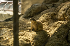 Chiba Zoological Park June 2020