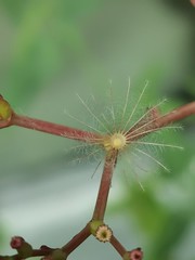 Seed, ready to fly