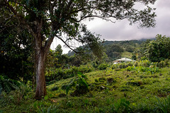 Route de l'Habituee, Basse-Terre, Guadeloupe