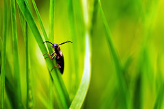 Käfer/ Beetles