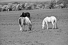 Feeding Horses in Monochrome 20 May 2020