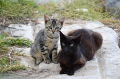 Kittens on the rocks - Los gatitos de las rocas