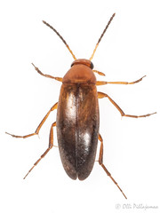 Coleoptera: Scraptiidae of Finland