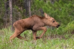 Moose In Northern Colorado 