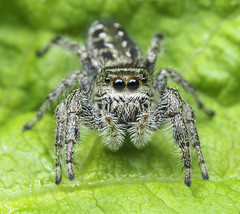 Spiders of Alberta (Araneae)