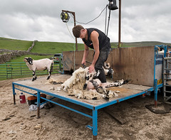 Shearing Dalesbreds, High Hill, Settle