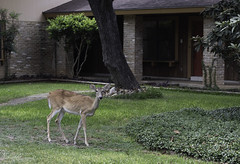 San Antonio Urban Wildlife