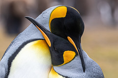 Penguins of the Falkland Islands