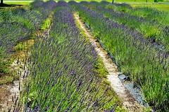 Lavender Fields 6-22-20