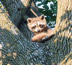 2020 June 23: Racoon in a tree