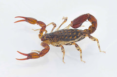 Scorpiones - Scorpions