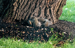 Wrastlin Squirrels.