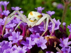 Thomise variable - Crab spider