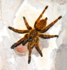 Spiders:Theraphosidae